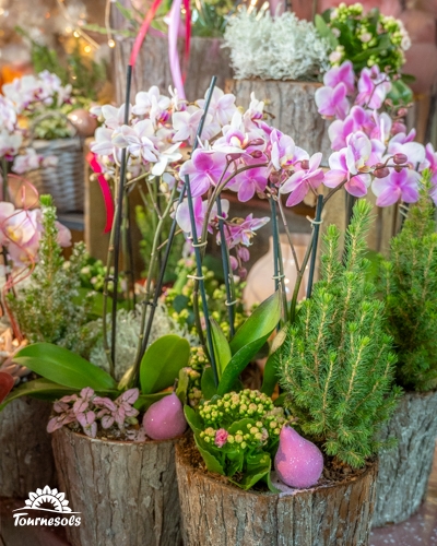 Compositions florales avec orchidées et plantes vertes dans des pots décoratifs.